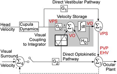 Coding of Velocity Storage in the Vestibular Nuclei